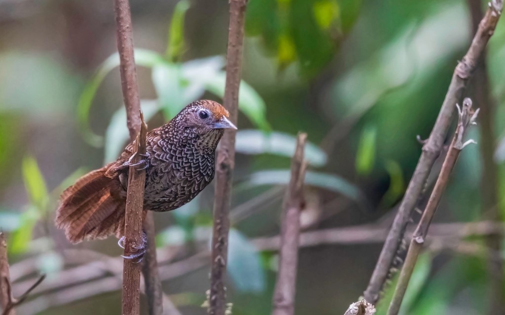 Perching Birds